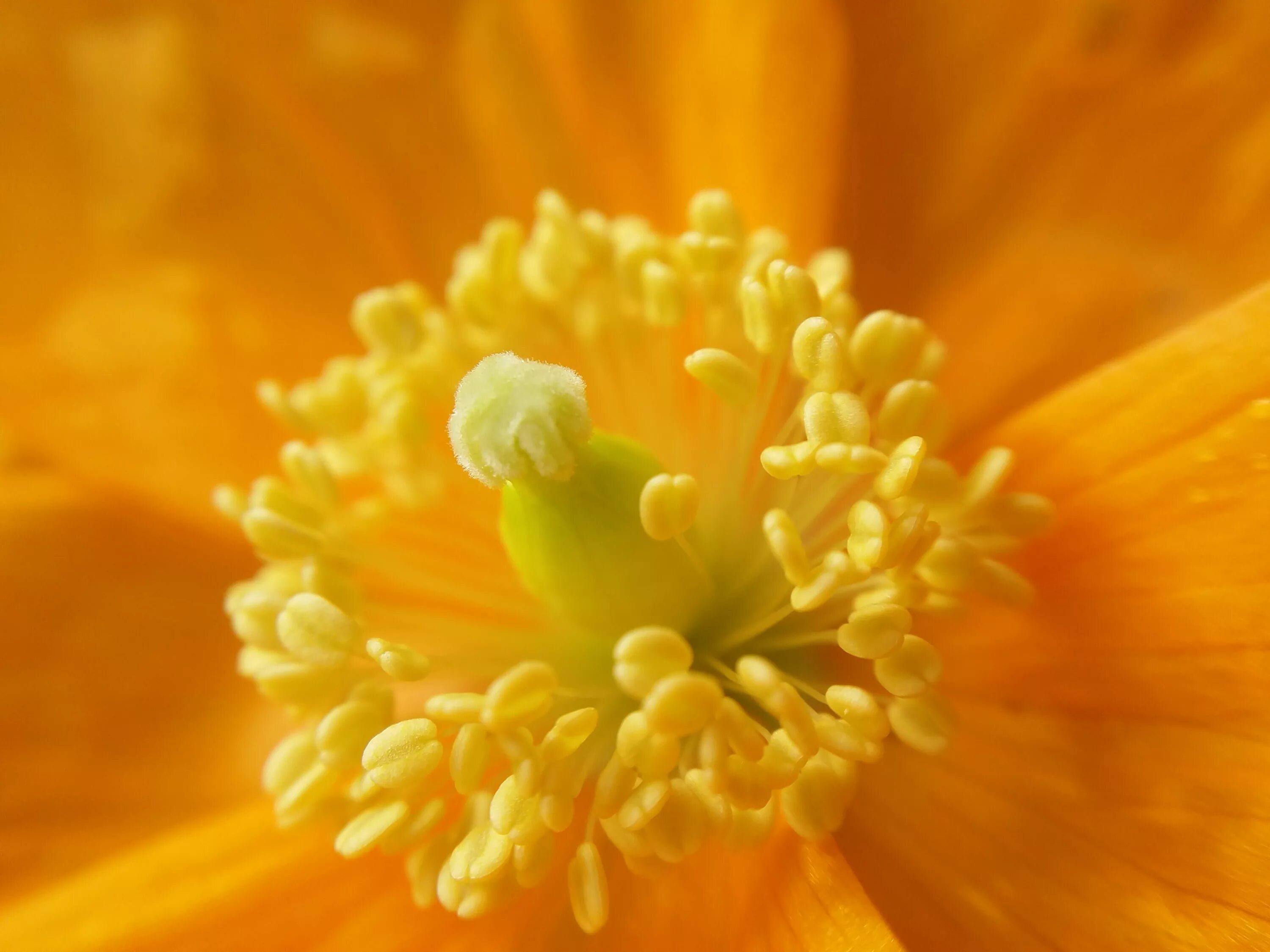 Цв пыльца. Пыльца на цветке. Цветы крупным планом. Макросъемка цветочной пыльцы. Желтые и оранжевые весенние цветы.