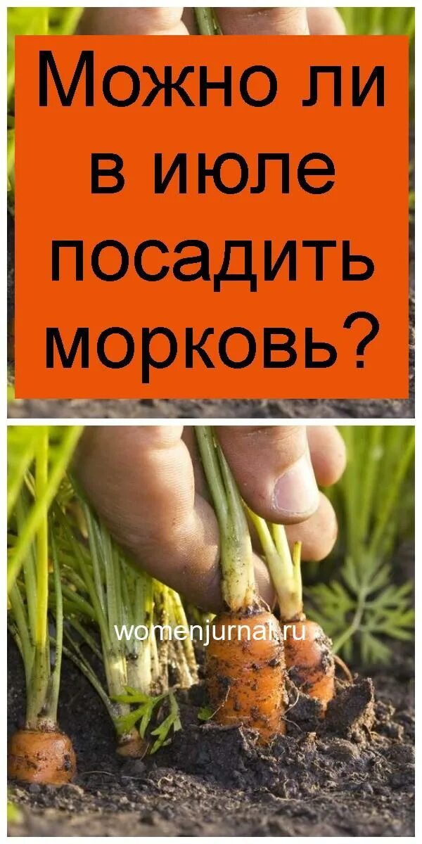 До какого июня можно сажать морковь