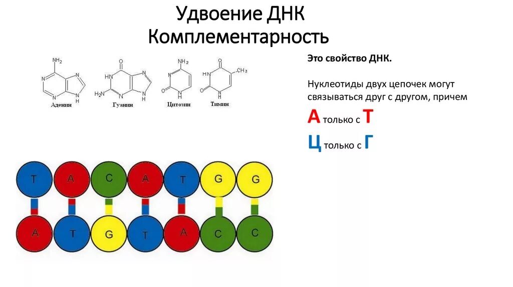 ДНК нуклеотиды а т г ц. Комплементарность нуклеотидов ДНК. Комплементарные соединения в ДНК. Комплементарность биология ДНК И РНК. Замена нуклеотида в гене признак