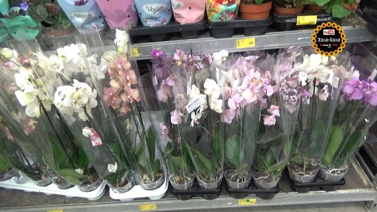 Орхидея купить в оренбурге. Флоревиль орхидеи. Фаленопсис касторама. Орхидеи в кастораме Саратов. Завоз орхидей во Флоревиль.