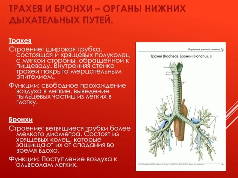 Стенка трахеи состоит из. Трахея и бронхи функции. строение и функции трахеи и бронхов. трахея и бронхи строение. трахея, бронхи, положение строение функции.