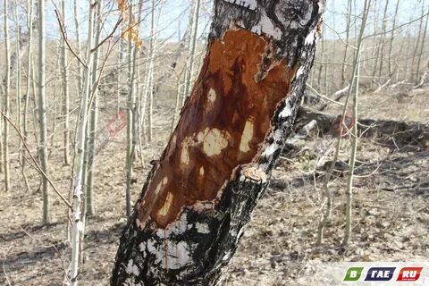 Сладкая береза