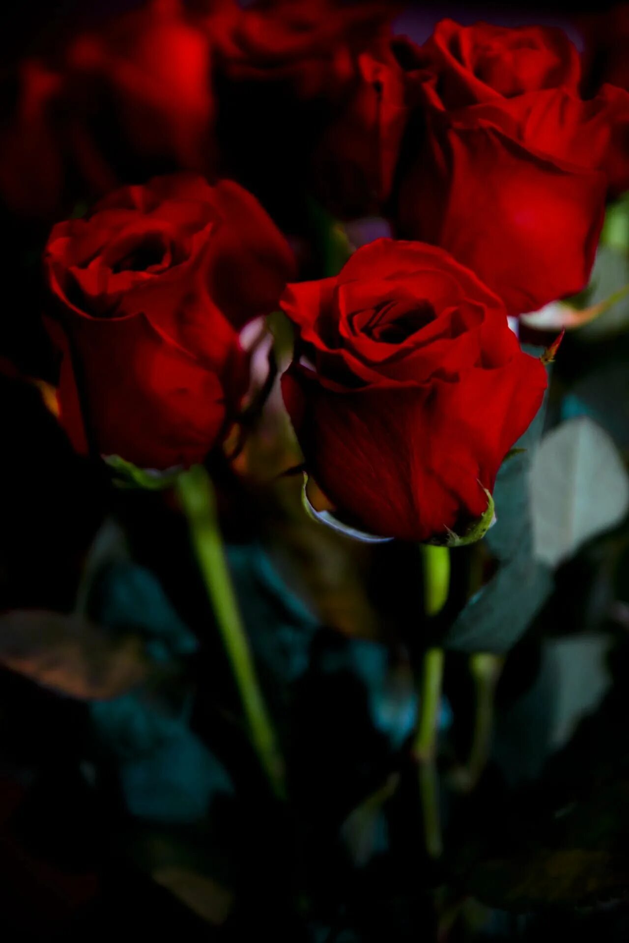 Букет роз ночью. Красные розы. Шикарные красные розы. Красивый букет роз на темном фоне.