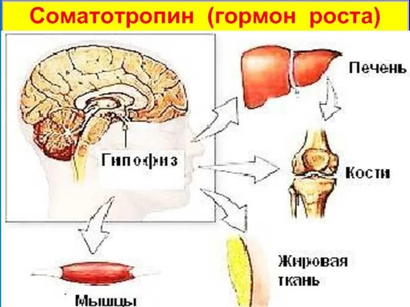 Гормон роста белок. Человеческий гормон роста. Соматотропин гормон роста. Влияние гормонов на рост. Соматотропин функции.