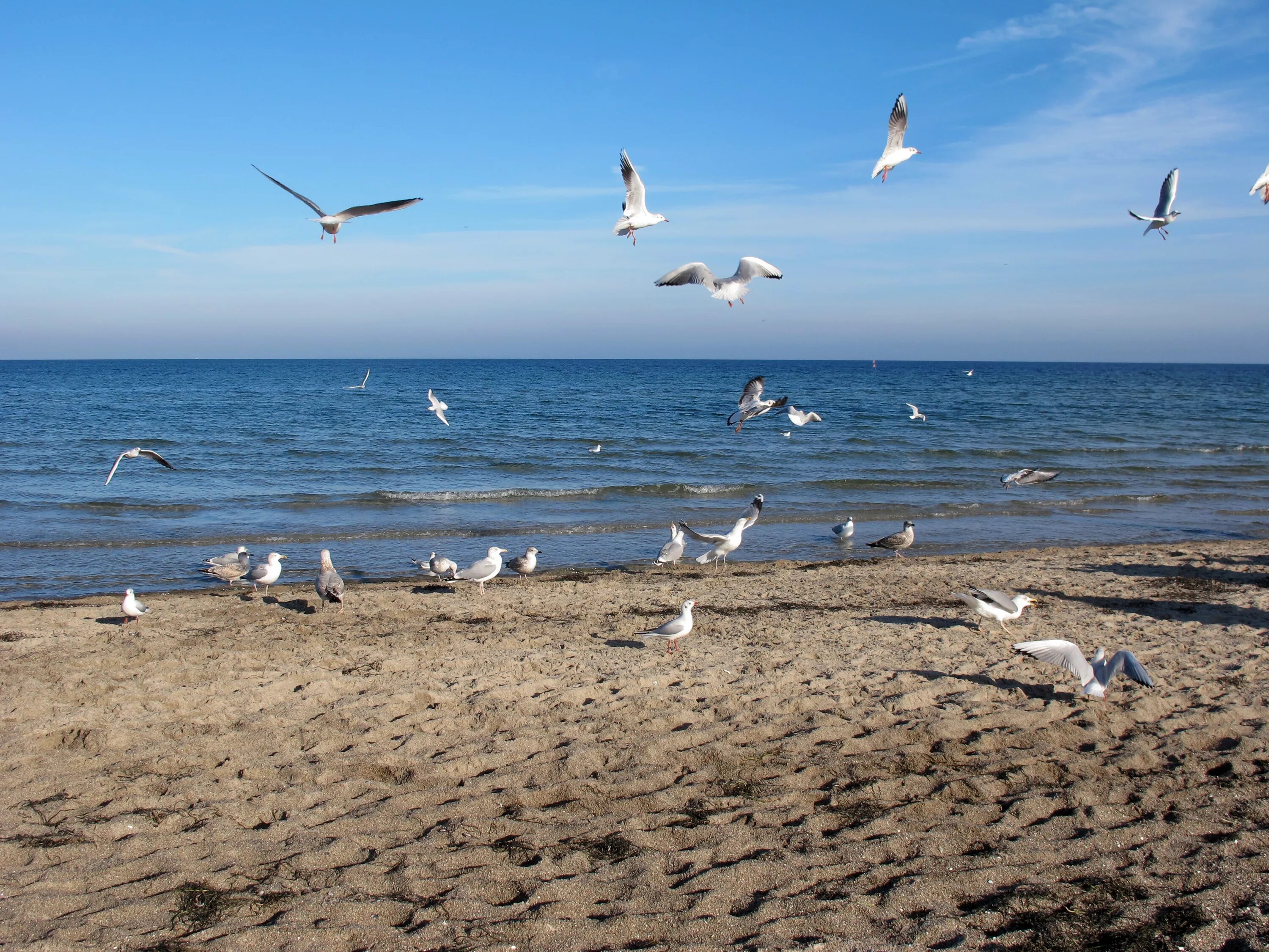 Альбатрос на Балтийском море. Альбатрос птица Азовское море. Альбатрос черное море. Альбатрос Анапа птица.