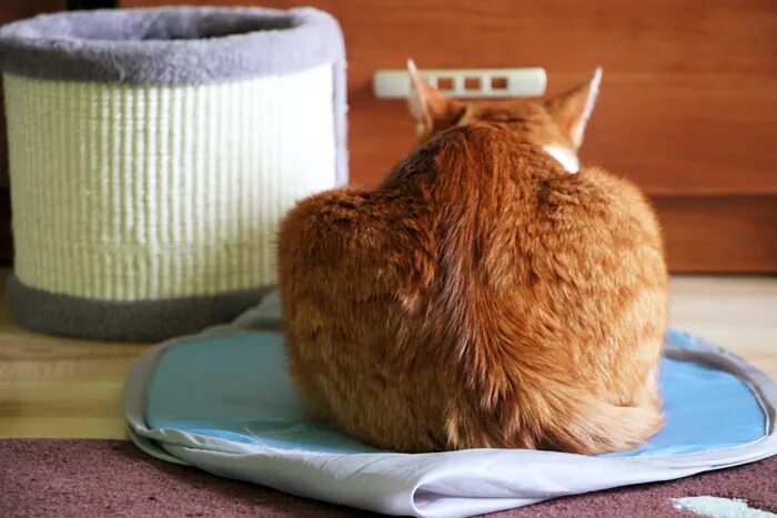 каты99. кот и бабочка фото. корейский художник mariecat (кошки). каты жж. каты жж.