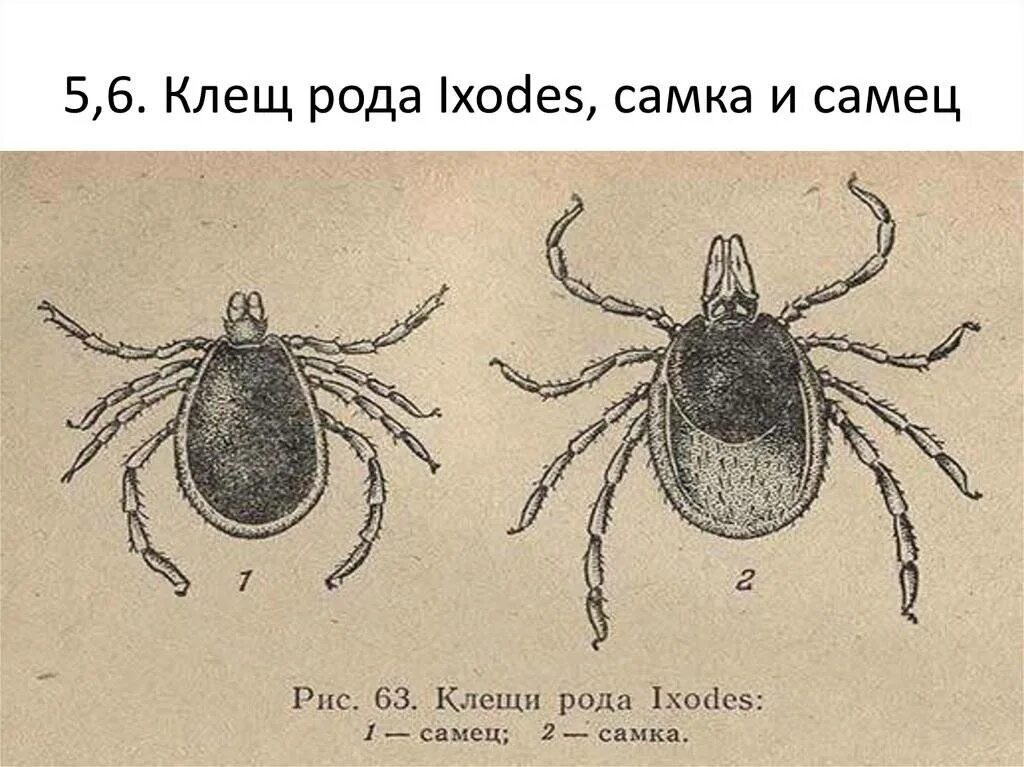 иксодовый клещ самец. таежный клещ, ixodes persulcatus. иксодовый клещ самец. иксодовый клещ самка и самец. клещи иксодовые таежный.