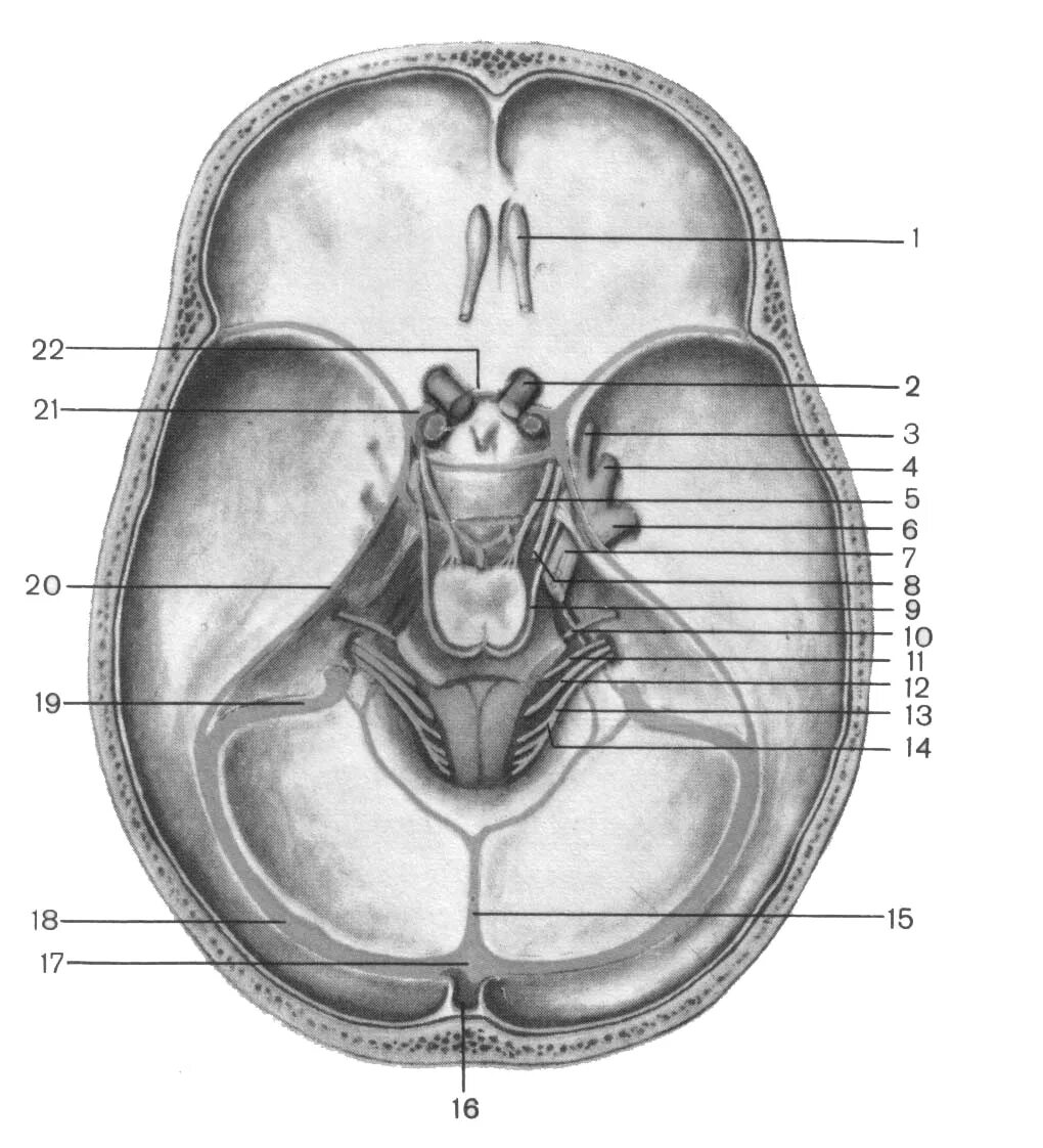 Мозговое основание черепа. Основание черепа анатомия. Внутреннее основание черепа анатомия. Черепные ямки анатомия. Черепные ямки черепа.