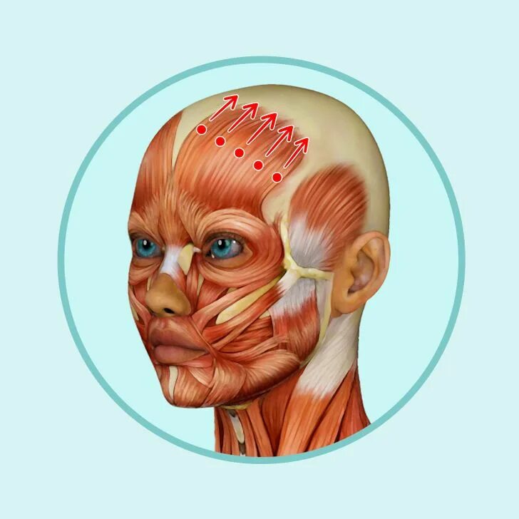 Массаж апоневроза головы. Сухожильный апоневроз головы. Сухожильный шлем. Мышцы лица. Сухожильный шлем головы.