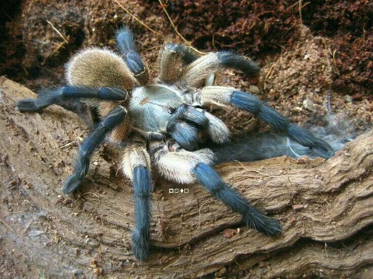 Monocentropus balfouri. Monocentropus balfouri паук. Monocentropus longimanus. Кокосовый паук Тарантул. Spider island