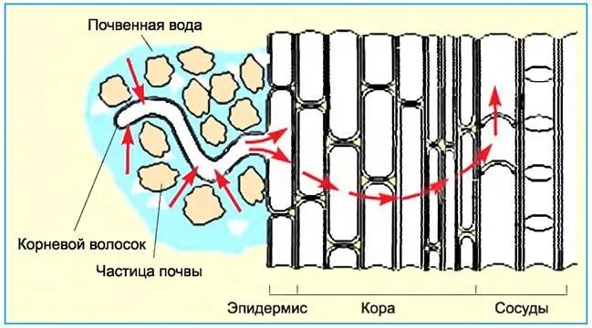 Проводящие элементы воды и минеральных солей