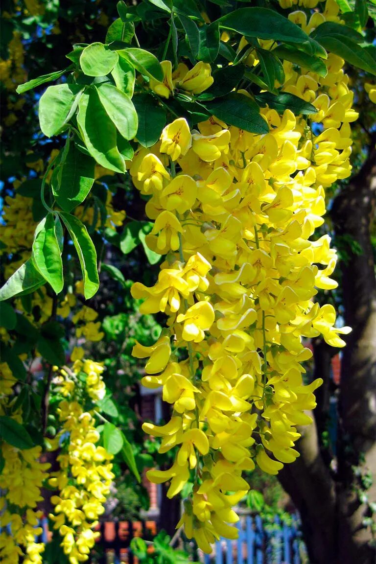 Бобовник золотой дождик купить саженцы. Бобовник Laburnum. Бобовник анагиролистный. Бобовник золотой дождь. Бобовник анагиролистный (анагировидный).