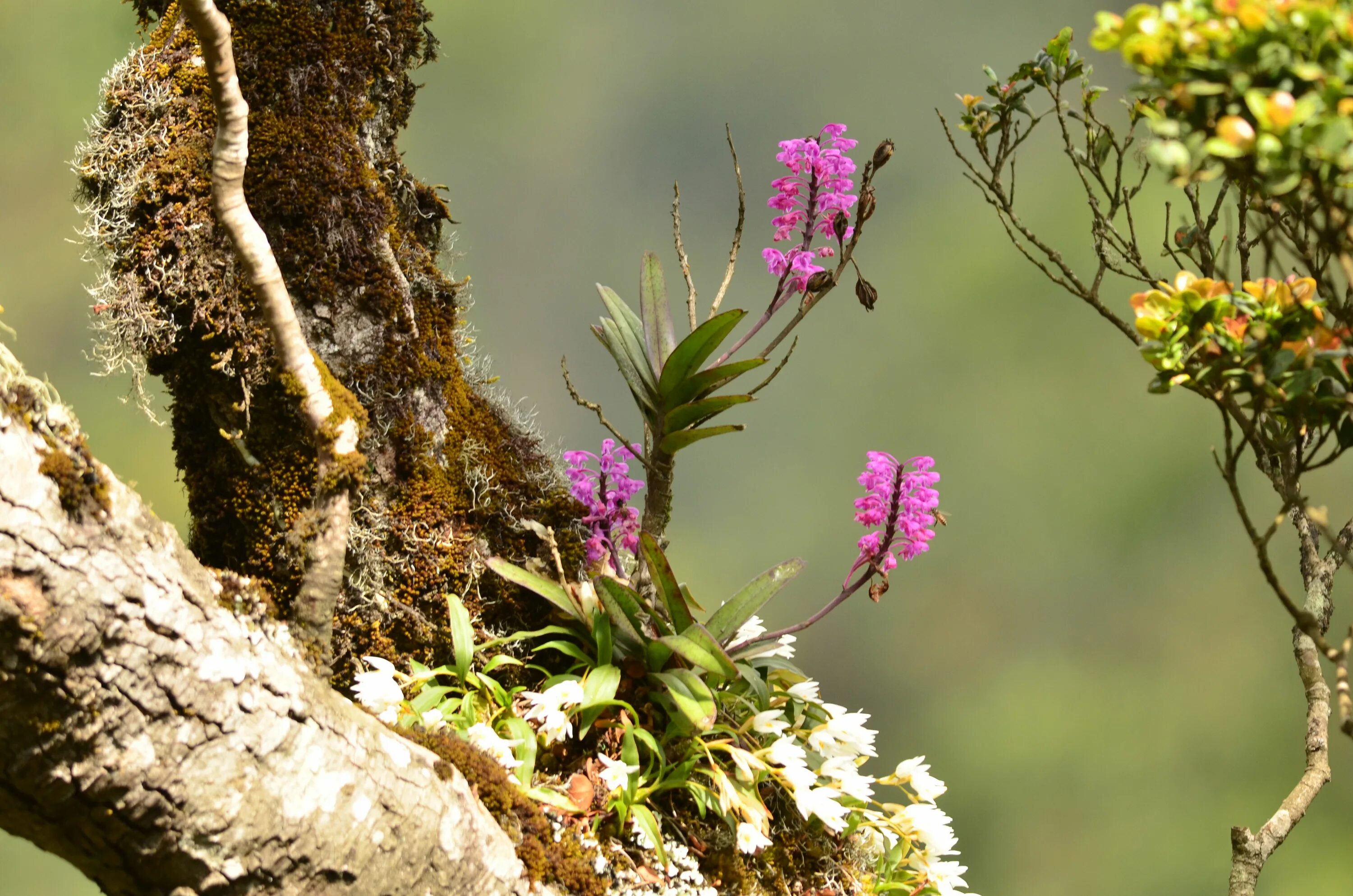 Орхидея фаленопсис в дикой природе. Орхидея эпифит. Эпифиты орхидеи фаленопсис. Эпифиты Южной Америки. Отношения между деревом и эпифитом