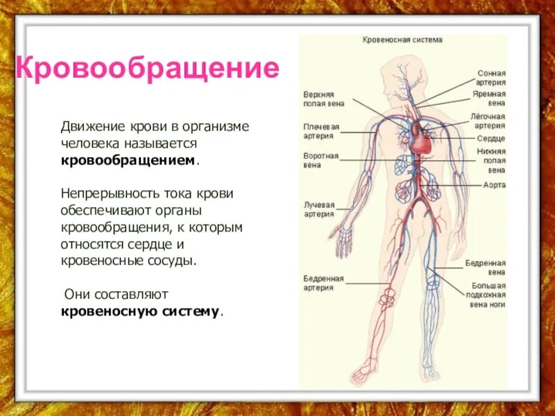 Кровообращение обеспечивает. Кровеносная система человека схема 3 класс. кровеносная система организма 3 класс. системы органов человека кровеносная система. органы человека которые обеспечивают движение крови-кровообращение.