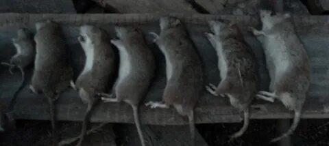 Охотиться за мышой песня