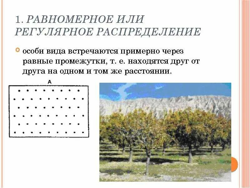 Типы пространственного распределения особей. Равномерное распределение примеры. типы распределения особей в пространстве. пример равномерного распределения популяции. равномерное распределение особей.