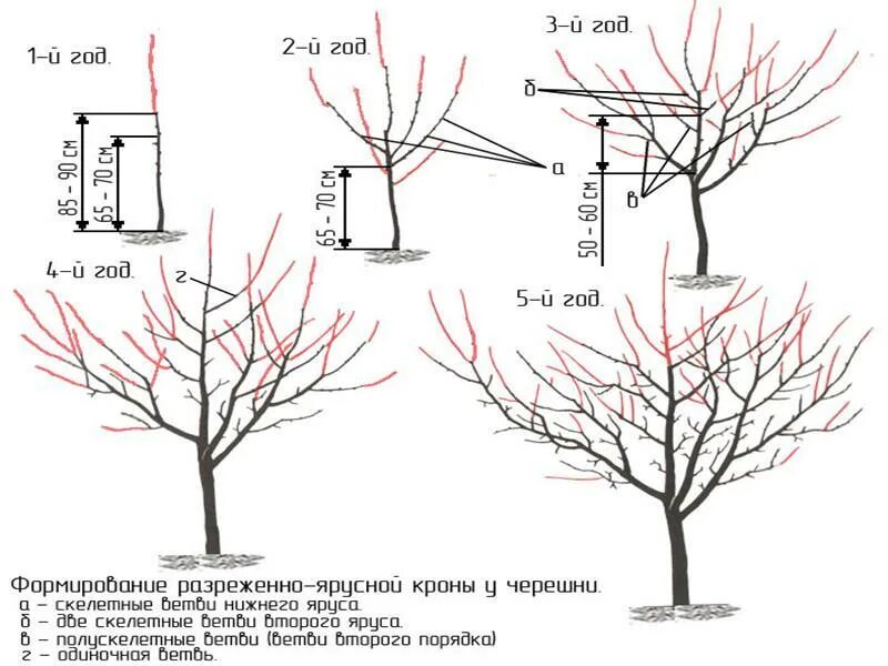 Через сколько плодоносит черешня. Правильная обрезка черешни осенью. Схема обрезки вишни. Схема обрезки черешни весной. Схема обрезки черешни осенью.