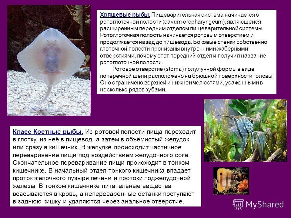 общие признаки хрящевых рыб. пищеварительное строение рыбы схема. строение органов пищеварительной системы рыбы. строение жаберного аппарата рыб. биология 7 классвыделительна система рыбы.