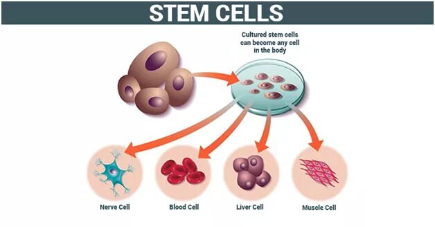 Полипотентные клетки это. Therapeutic Cloning. Унипотентные клетки функции.