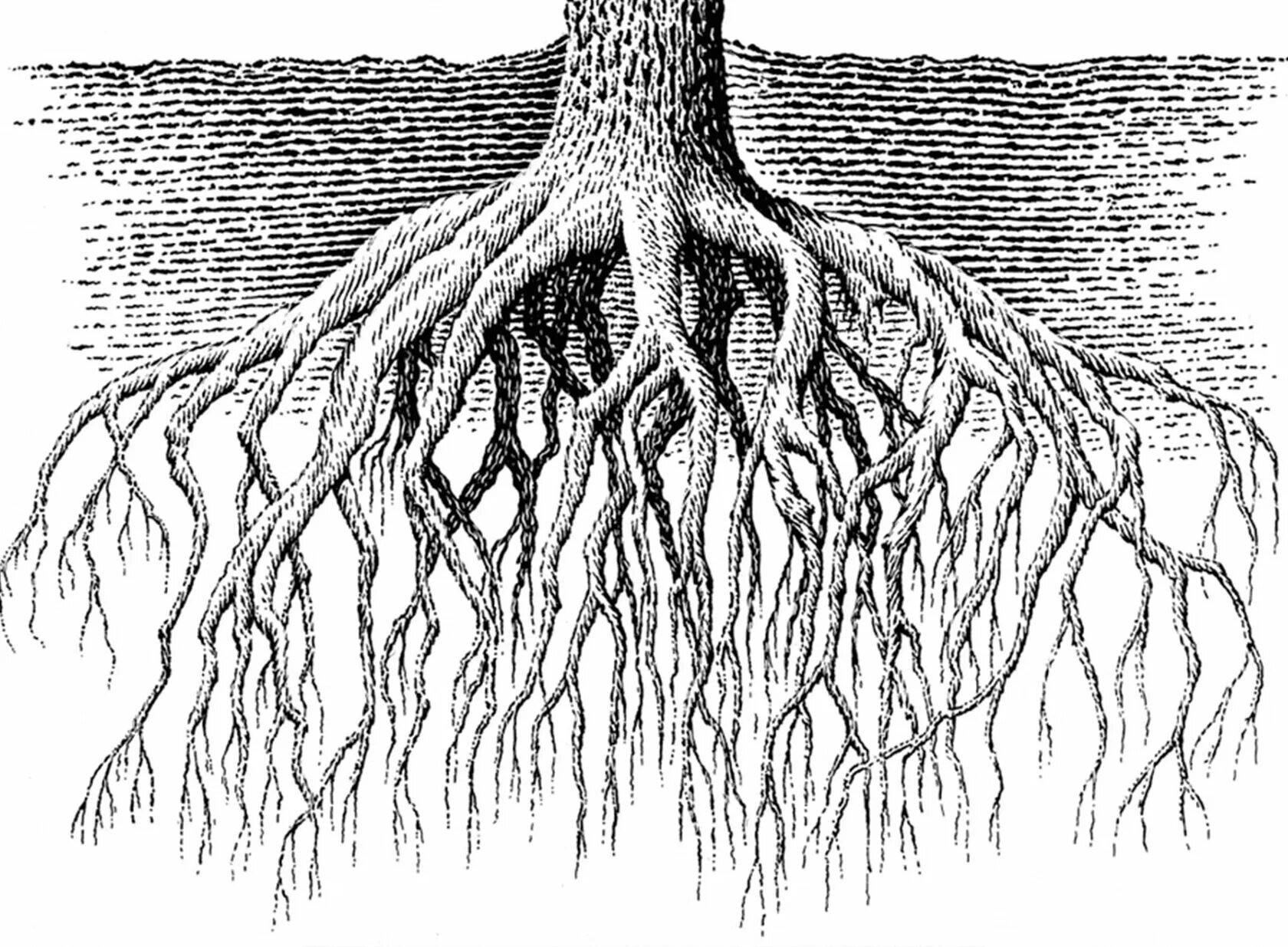 Мечтал корень. Корневая система платана. Корневая система березы схема. Корни дерева. Корневая система дуба.