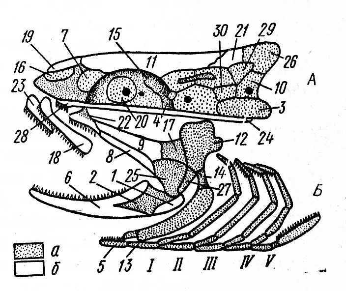Висцеральный череп костистых рыб. Схема строения черепа костистой рыбы. Висцеральный череп судака. Череп судака вид сбоку.