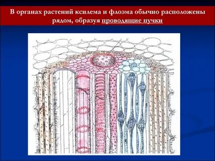 Ткань корня флоэма