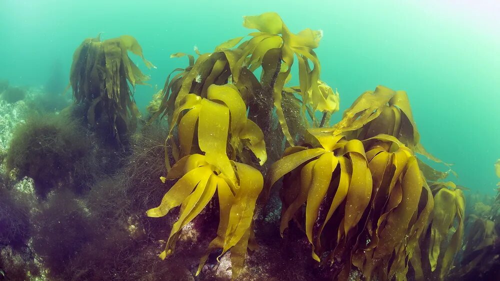растительность баренцева моря. ламинария фукус баренцево море. баренцево море природа. растительность баренцева моря. растительность баренцева моря.