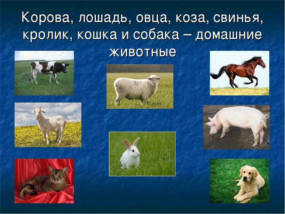 Конспект урока животные 1 класс. Домашние животные корова. Домашние животные корова коза. Кошка..собака..корова..коза..свинья..лошадь..овца. Коровы овцы козы.