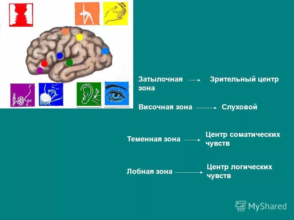 Тест по теме головной мозг