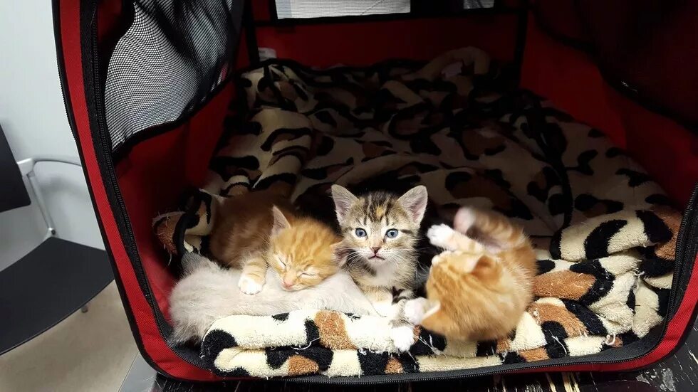 Котята в добрые руки одинцово бесплатно. Оставить котенка на час. Карабасик игольчатый. Оставить котенка на час. Изложение карабасик.