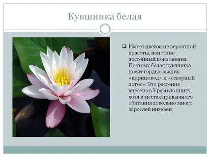 Кувшинка на белорусском языке перевод