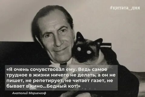Кот сережа