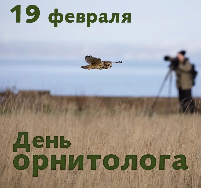 День орнитолога. День орнитолога в России. 19 Февраля праздник орнитолога. Открытка день орнитолога в России.