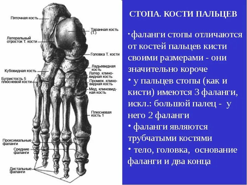 Общее число фаланг стопы. Кости предплюсны стопы. таранная кость стопы анатомия. остеосинтез плюсневой кости стопы. медиальная клиновидная кость стопы.