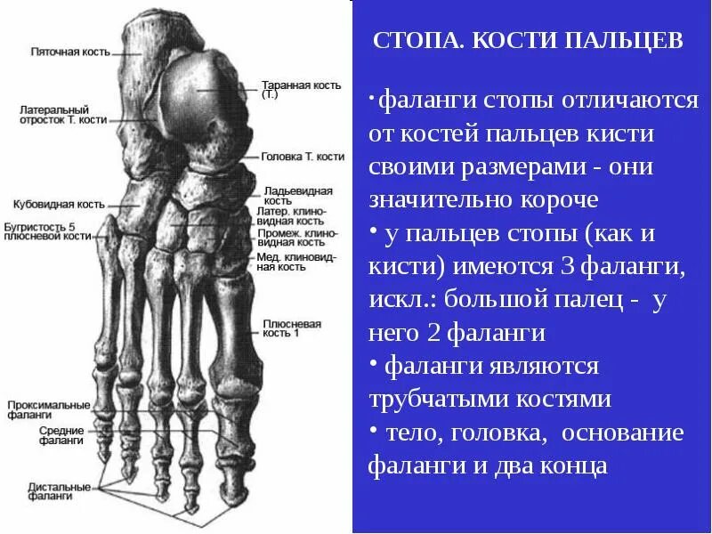 5 фаланга стопы. Ладьевидная кость стопы анатомия. Фаланги пальцев стопы анатомия. Ладьевидная кость стопы строение. Фаланги 1 пальца стопы анатомия.