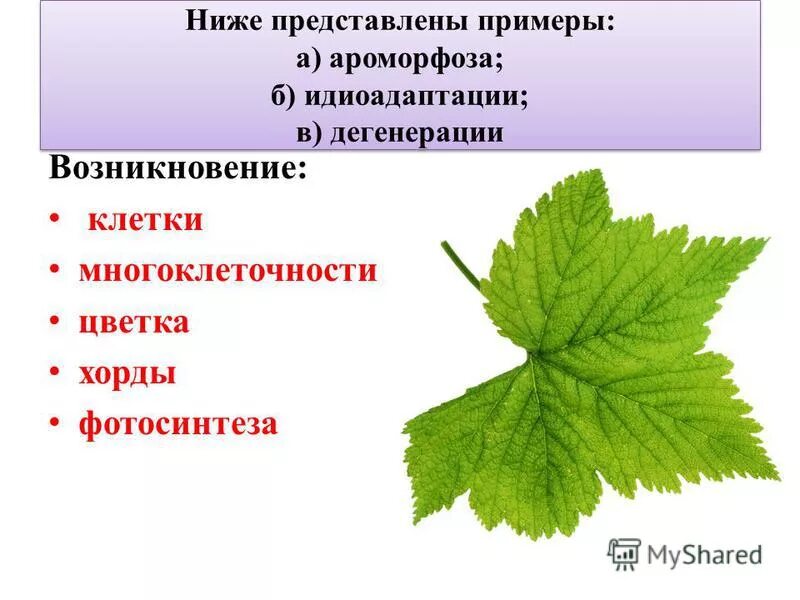 Среди перечисленных примеров ароморфозом является. К ароморфозам относят. Среди перечисленных примеров. Выберите из перечисленных примеры ароморфозов. Ароморфоз примеры.