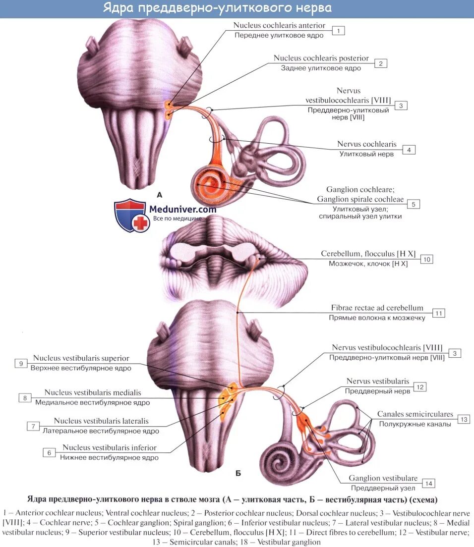 8 Пара черепно мозговых нервов ядра. Улитковая часть 8 пара черепных нервов.. Ядра 8 пары черепных нервов. Ход 8 пары черепно мозговых нервов.