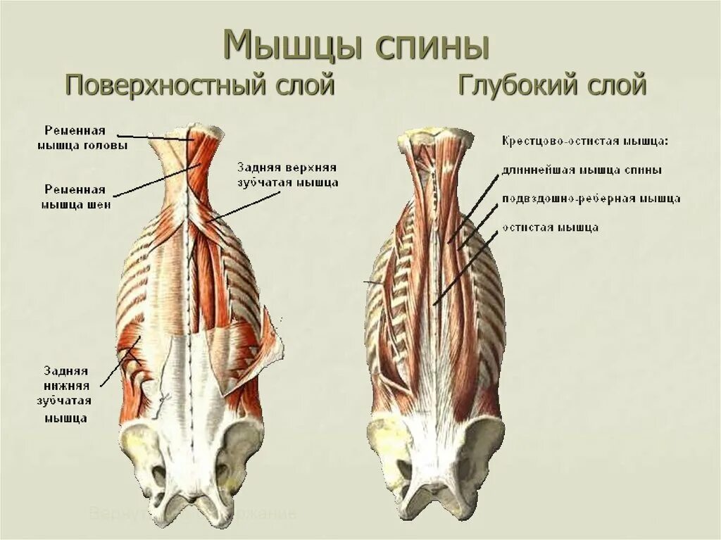 Глубокие спинные. Глубокие мышцы поясницы анатомия. Поверхностный слой глубоких мышц спины. Мышцы спины второй глубокий слой.