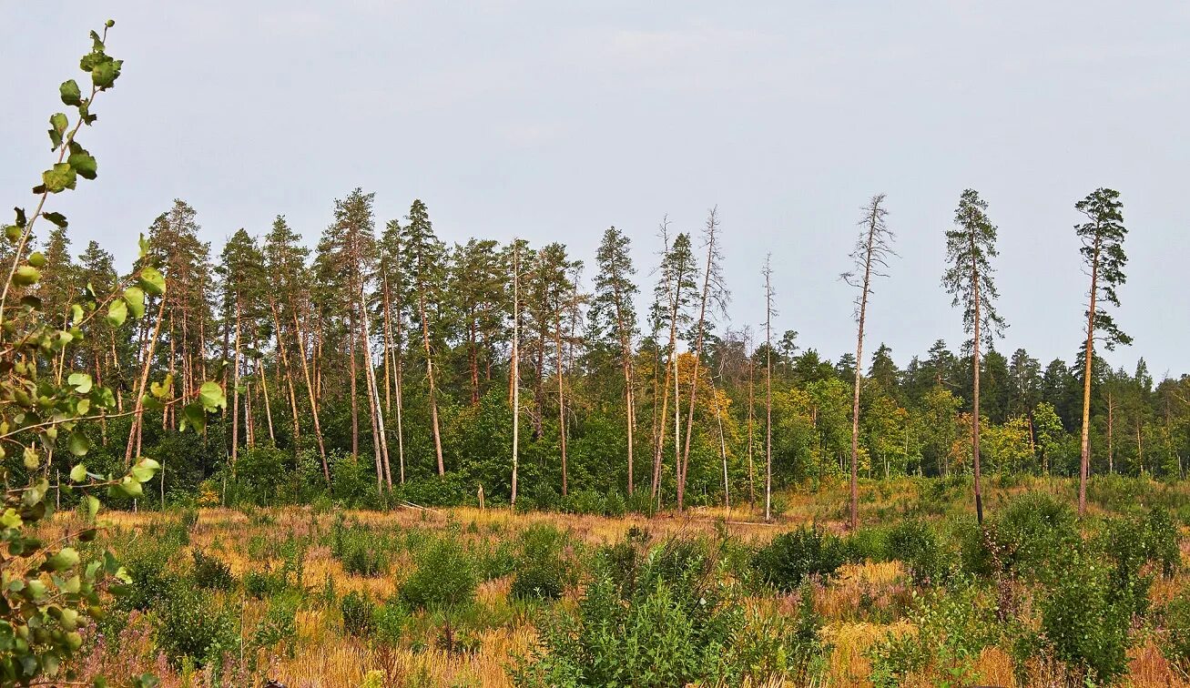 лес тольятти автозаводский район. лесное хозяйство самарская область. фото лесов самарской области. департамент лесного хозяйства самарской области. лесное хозяйство самарская область.