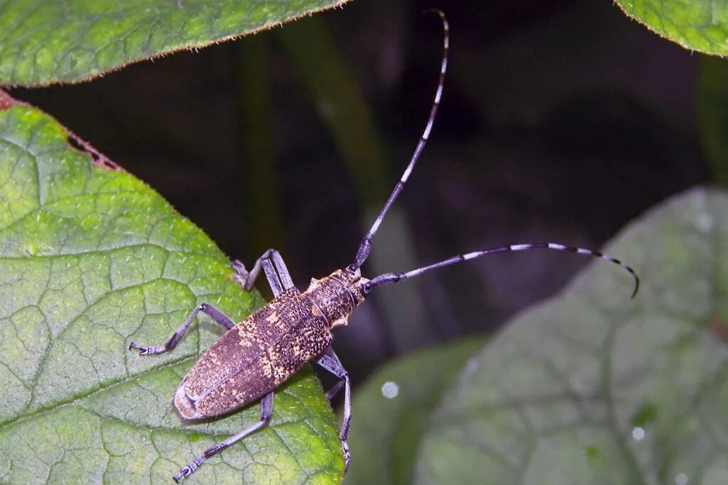 Черный усач фото. Monochamus galloprovincialis усач черный Сосновый. Жук усач бронзовый Сосновый. Жук усач Сосновый. Жук усач Monochamus.