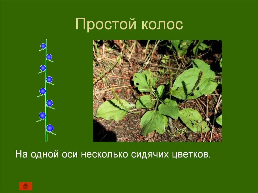 Колокольчик соцветие. Генеративные органы растений соцветие. Как называются цветки находящиеся на главной оси. Как называются цветки находящиеся на главной оси. Простой колос.
