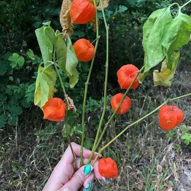 Физалис Грибовский. Физалис Лакомка. Физалис рассада. Физалис Земляничный рассада.