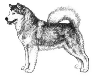 Рисунок собаки лайки
