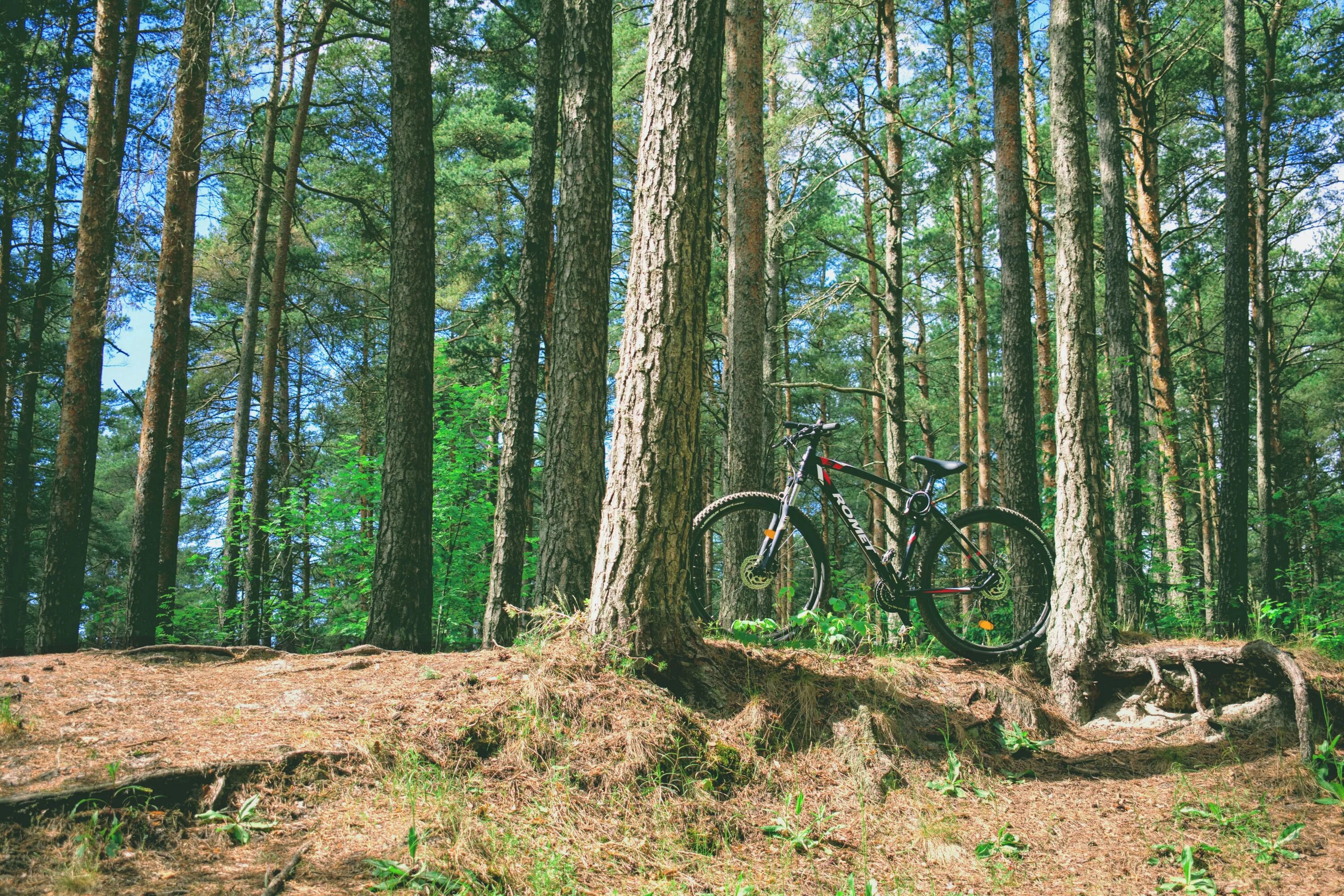 Лес велосипедист. Велосипед в лесу. Горный велосипед в лесу. Байк парк лес. Велосипед в лесу на дороге.