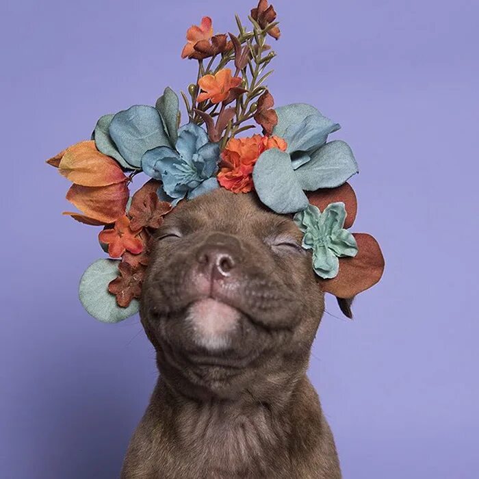 Забавные цвета. Собака с букетом цветов. Щенок с цветами. Смешные животные с цветами. Щенок с цветочком.