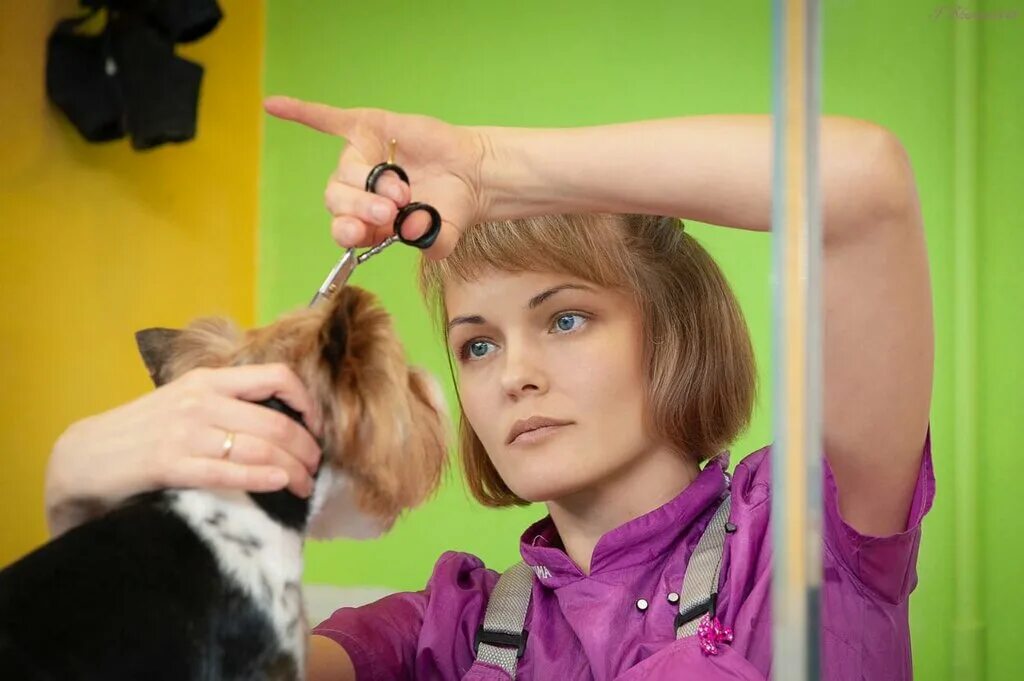 голдаст йорк бело золотого окраса. бест студио груминг санкт-петербург. блэк грумер. стрижка животных г. арчибальд салон груминг салон.