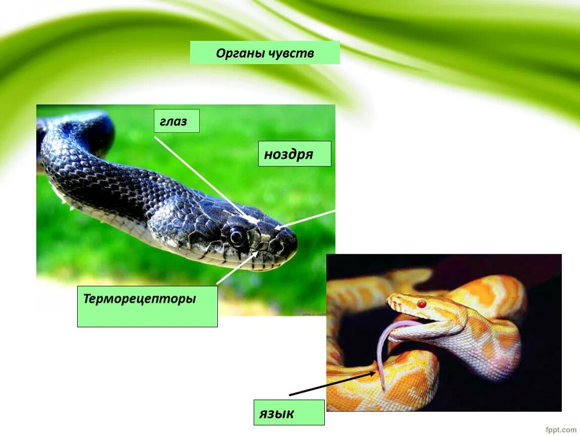 Органы чувств пресмыкающихся. Органы чувств змеи. Органы чувств рептилий. Органы чувств класса пресмыкающихся.