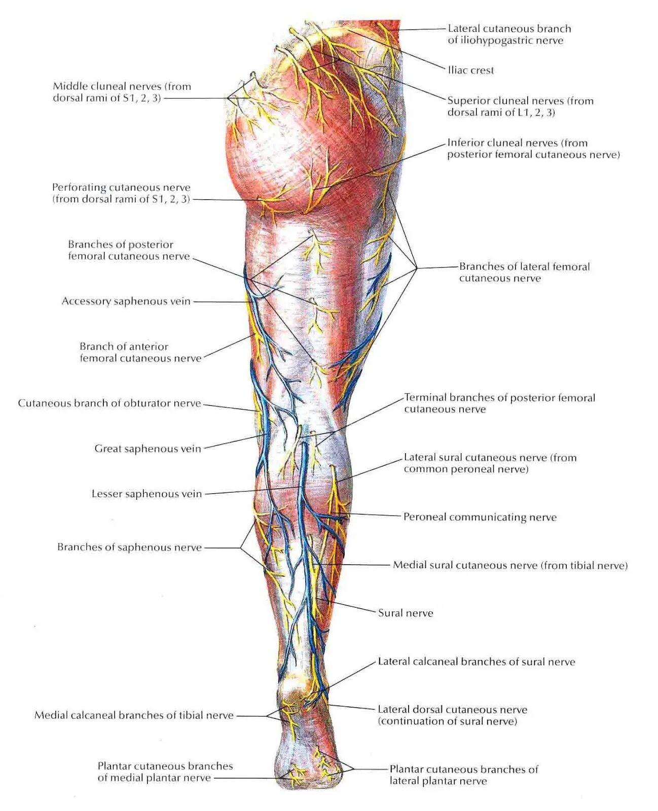 N suralis. Cutaneus femoris. Иннервация кожи голени. Периферическая иннервация голени. Иннервация кожи нижней конечности анатомия.