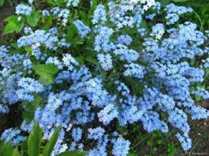 Незабудка фото цветка на клумбе forget-me-not Planting flowers, Beautiful gardens, Dream garden