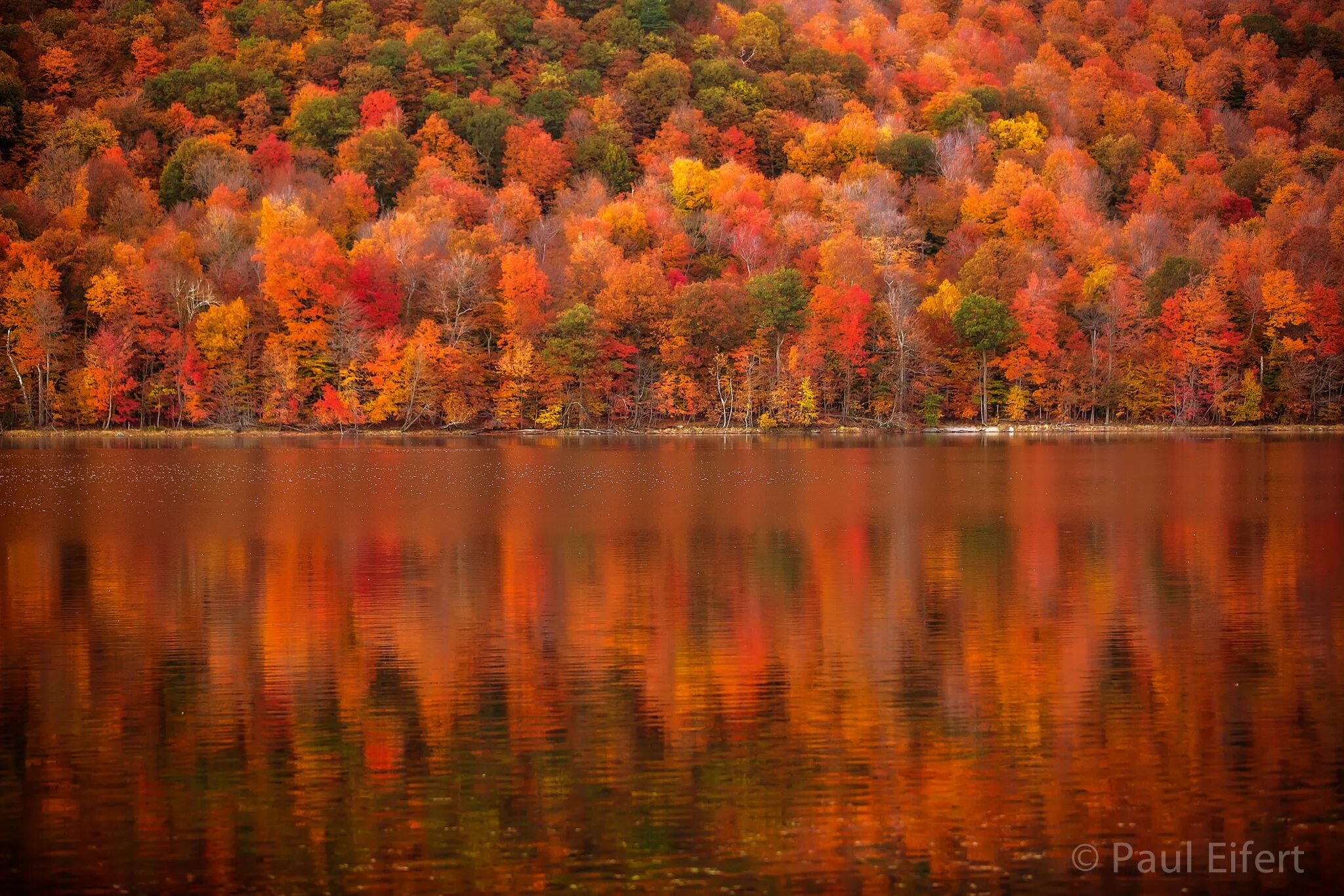 Клен осенью. Клён осеннью. Клён канадский мелколистный. Лес квебек канада. Клен каньон.